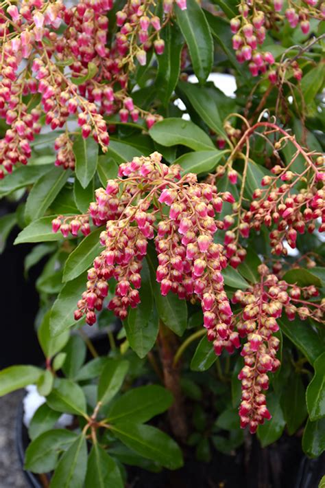 Valley Valentine Japanese Pieris Pieris Japonica Valley Valentine