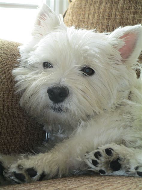 Sleepy Westie Winston Westie Dogs Westie Puppies Cute Dogs Breeds