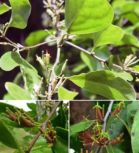 Maybe you would like to learn more about one of these? Potensi Benalu Teh Sebagai Antioksidan - Info Farmasi ...