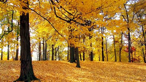 Autumn Trees Hd Wallpapers Top Free Autumn Trees Hd Backgrounds