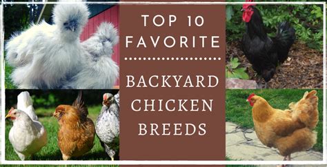 Top 10 Favorite Backyard Chicken Breeds Backyard Chickens Learn How