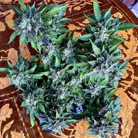 Seedsman Jack Herer Auto Grow Journal By 1rightangle Growdiaries