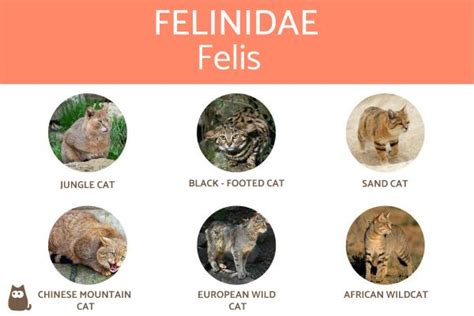 Types Of Felines Characteristics And Examples With Photos