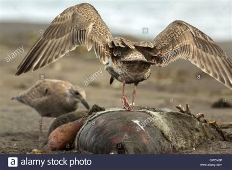 Pacific Gull Eating Dead Seal On The Beach Stock Photo Alamy