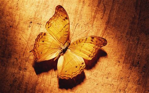 Wallpaper Butterfly Shade Surface Wings Pattern 1920x1200