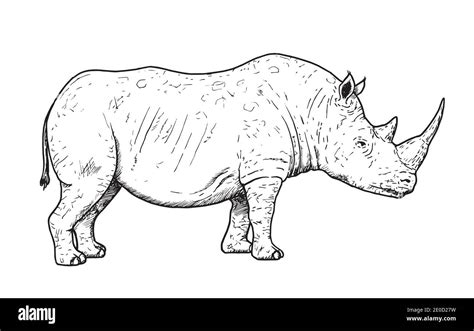 Dibujo De Rinoceronte Blanco Dibujo Manual De Mamífero En Peligro De