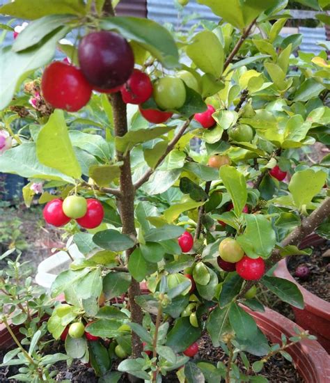 Container Gardening Barbados Cherry Fruit Trees In Containers