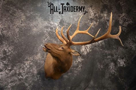 Elk Taxidermy Shoulder Mount For Sale Sku 1261 All Taxidermy