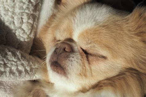 Japanese Chinchihuahua Dog Sleeping Photograph By Tim Wigley Pixels