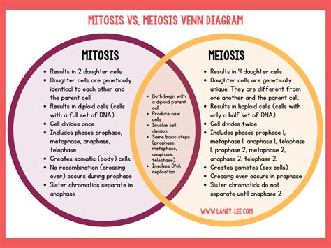 Mitosis Meiosis Comparison Worksheet Mitosis And Meiosis Comparison