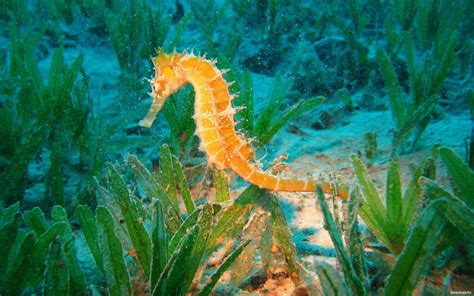 Seahorse Animals Fishes Sea Life Ocean Underwater Plants