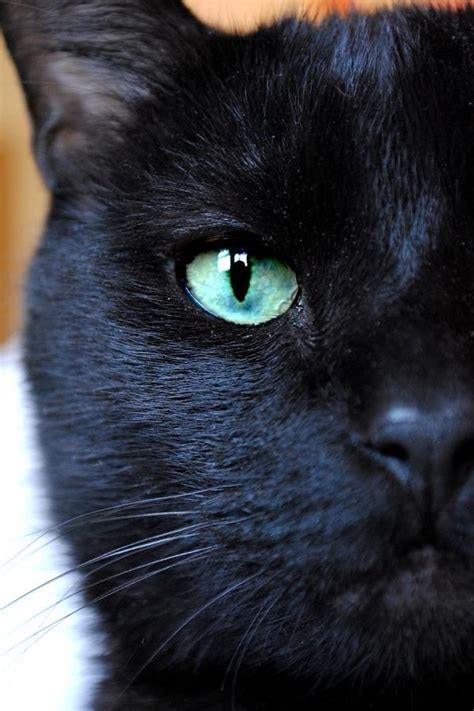 1000 Images About Black Cats On Pinterest