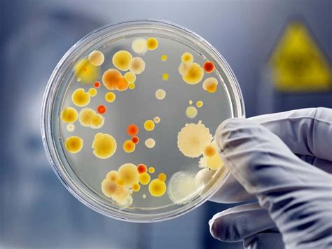 Bacterial Nomenclature 101 And How To Describe A New Species