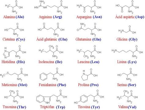 Los 20 Aminoácidos De Las Proteínas Y Sus Funciones Aminoacido
