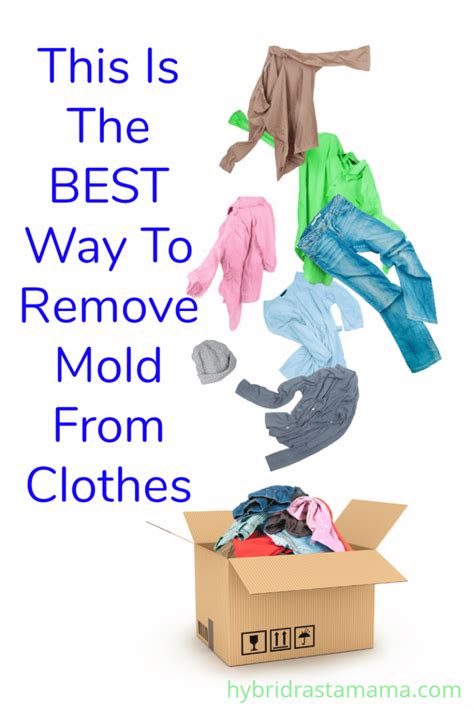 How To Remove Mold From Clothes And Fabrics Hybrid Rasta Mama