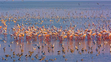 Flamingo Flock Of Birds On Water Hd Birds Wallpapers Hd Wallpapers