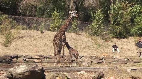 Watch Baby Giraffe Soaks Up Sun During First Trip Outside At