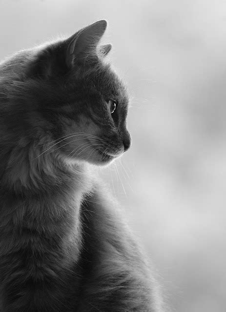 Free Photo Cat Profile Silhouette Free Image On Pixabay 367051