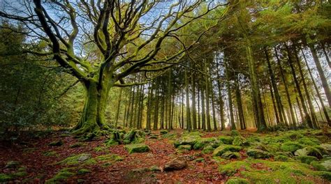 Así Son Los Bosques Más Hermosos Que Tiene El Planeta Multimedia