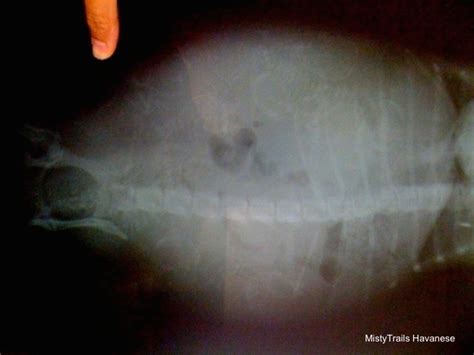 dam pregnant puppies rays human ray dogbreedinfo pups
