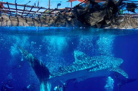 Berenang Bersama Ikan Hiu Terbesar Di Dunia Ditjen Konservasi Sumber