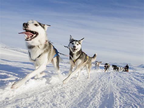 Dog Sledding Riksgränsen Ski Resort Kiruna Lapland Sweden