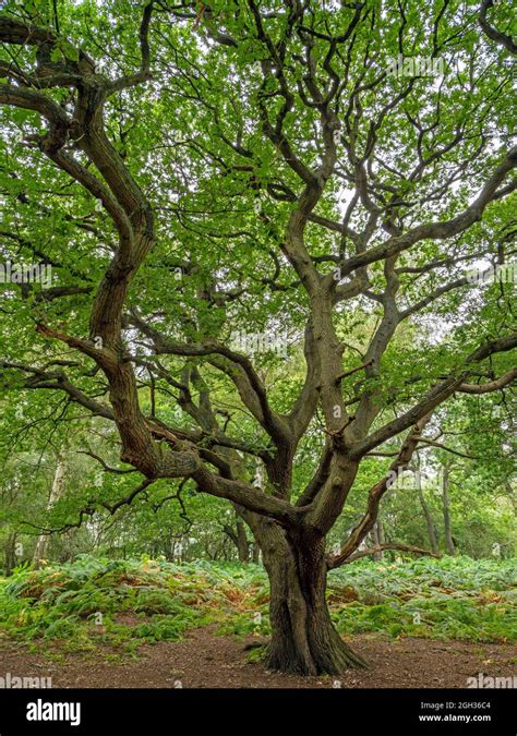 Old Oak Tree With Twisted Branches And Summer Foliage Stock Photo Alamy
