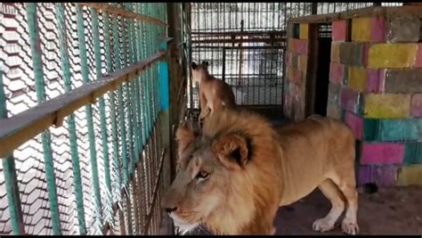 Sudan Lions Are Starving In Khartoum Spark Campaign To Save Them