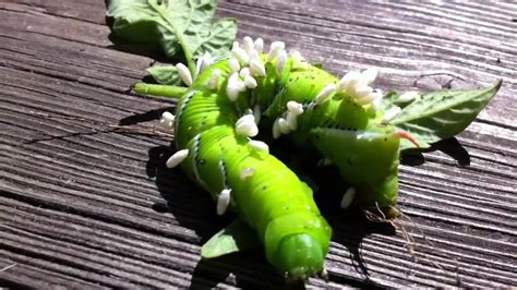 Tomato Hornworm Caterpillar Manduca Quinquemaculata Parasitized By Braconidae Wasp Larvae