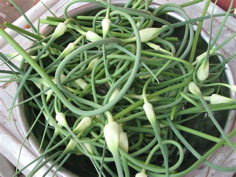 Meme Lous Pickled Garlic Scapes Canning Homemade