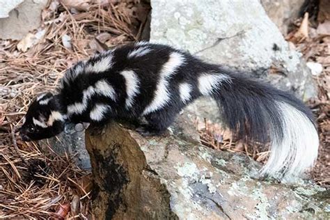 The 12 Types Of Skunks Facts And Info Wildlife Informer