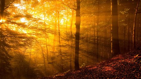 Wallpaper Sunlight Trees Forest Fall Leaves Nature Plants