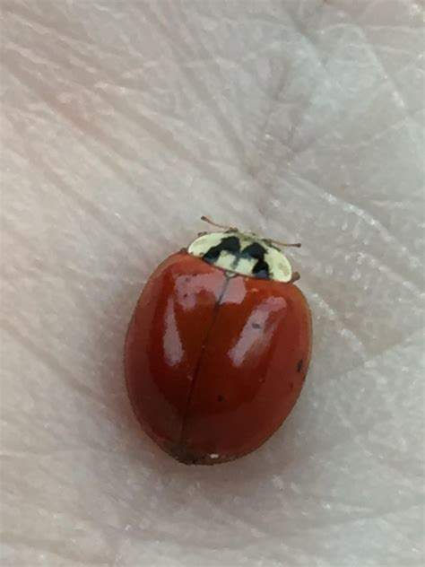 Red Ladybug With No Spots Iwanna Fly