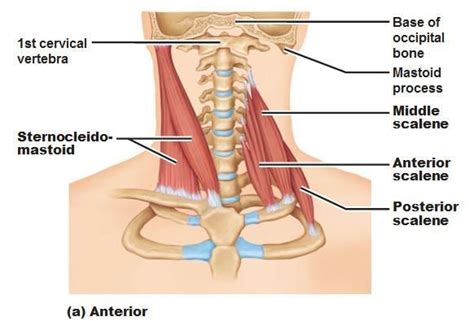 Scaleni Muscles Of The Neck Sternocleidomastoid Muscle Muscle Anatomy