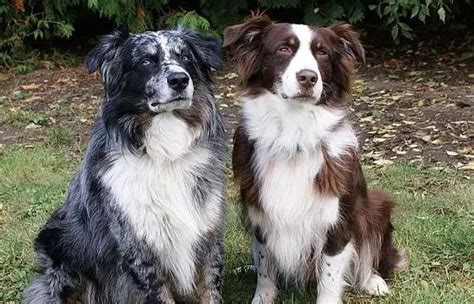 17 Australian Shepherds Mixed With Border Collie The Paws