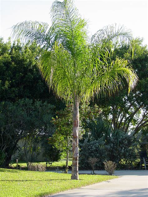 Queen Palm Trees For Sale Jacksonville Florida Palm Trees For Sale