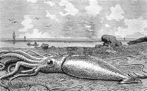Encounters With Giant Squid Soulask Unlock Your Mind And Soul