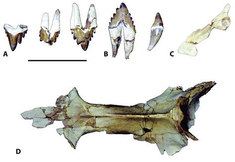 The Coastal Paleontologist Winter Whale Excavation Part 1 Discovery