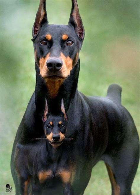 Beautiful Dobermanpinscher Doberman Pinscher Dog Doberman Puppy