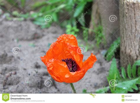 Beautiful Red Flower Stock Image Image Of Nature Macro 96744507