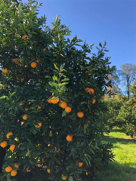 Schofields Orchard Orange Orchard Frequently Asked Questions