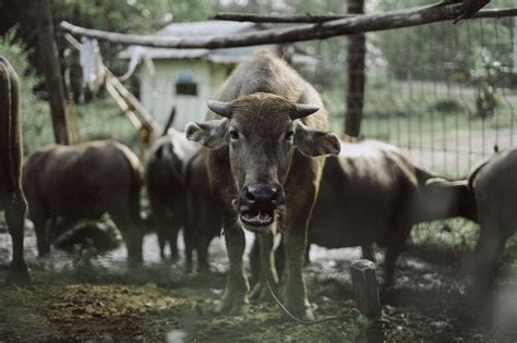 ‘unscientific Carabao Breeder Succeeds In Pampanga Agriculture Monthly