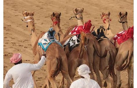World Camel Day Hubpages
