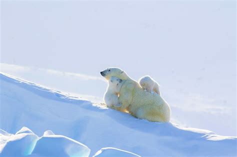 A Photo Tour The Polar Bears Of Baffin Island Arctic Kingdom