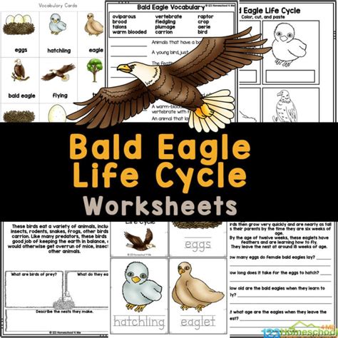🦅 Free Life Cycle Of A Bald Eagle Worksheets Home Schooling Blogs