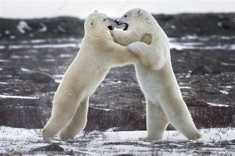 Polar Bears Fighting Stock Image F0175577 Science Photo Library