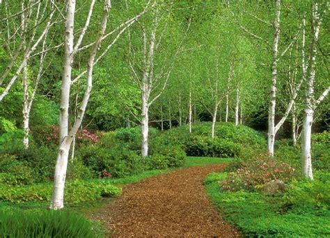 Japanese Whitespire Birch Garden Paths