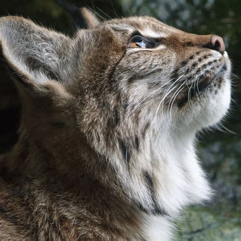 Carpathian Lynx Beale Wildlife Park And Gardens