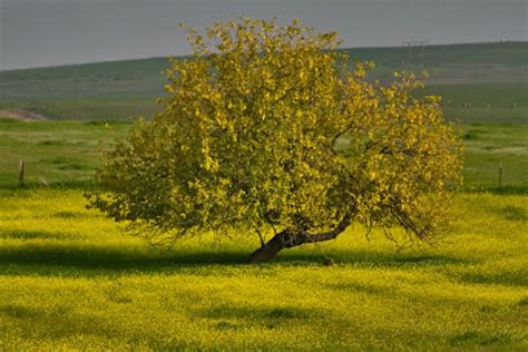 Bonfire Of The Vanities Persevere Like The Mustard Seed