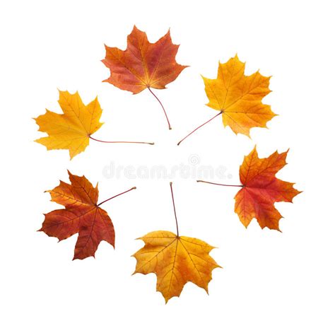 Autumn Golden Leaves Maple Isolated Stock Image Image Of Autumn
